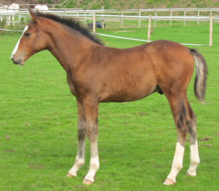 Jadorijk Reward - Warmblood Foals